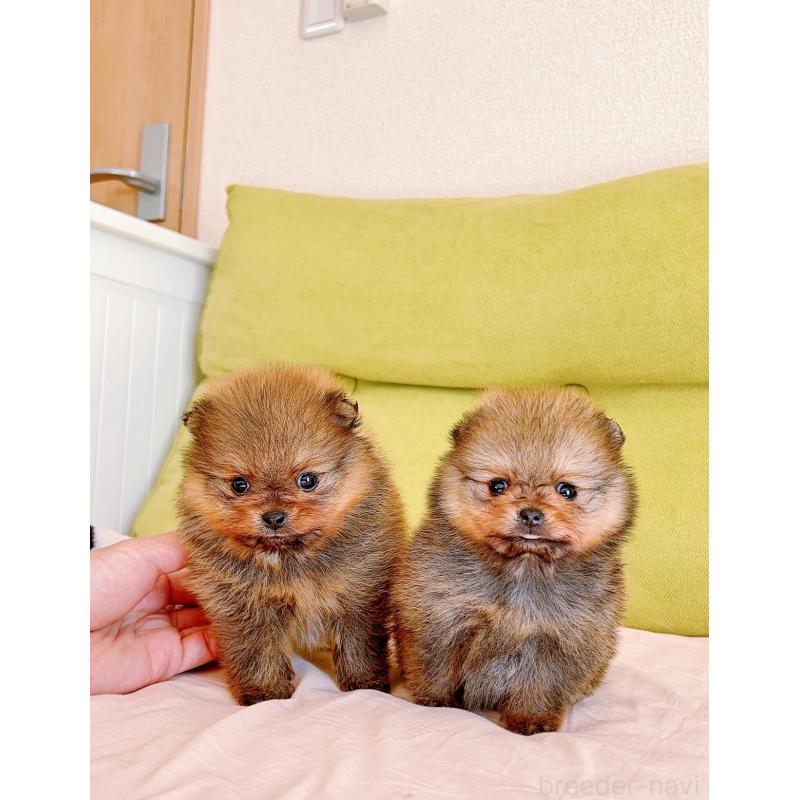 販売中の岐阜県のポメラニアン-428724の2枚目