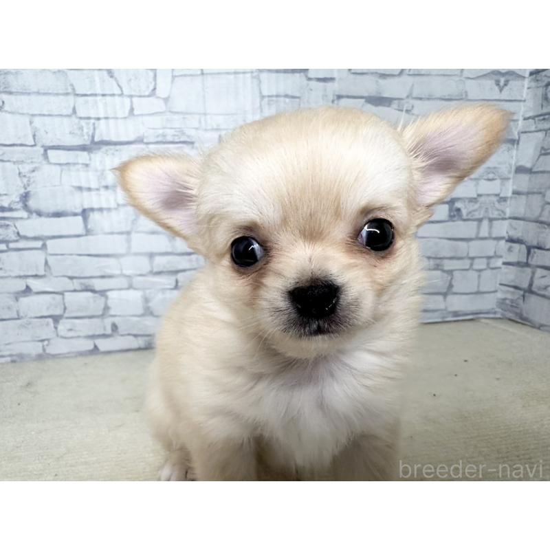 販売中の埼玉県のチワワ(ロングコート)-422489の9枚目