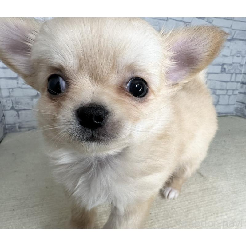 販売中の埼玉県のチワワ(ロングコート)-422489の8枚目