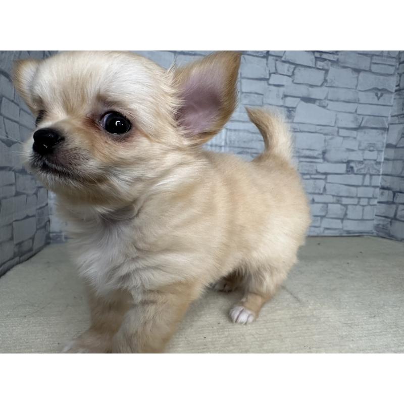 販売中の埼玉県のチワワ(ロングコート)-422489の7枚目