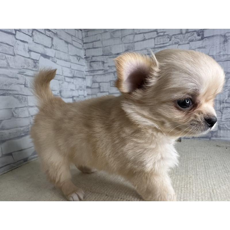 販売中の埼玉県のチワワ(ロングコート)-422489の6枚目