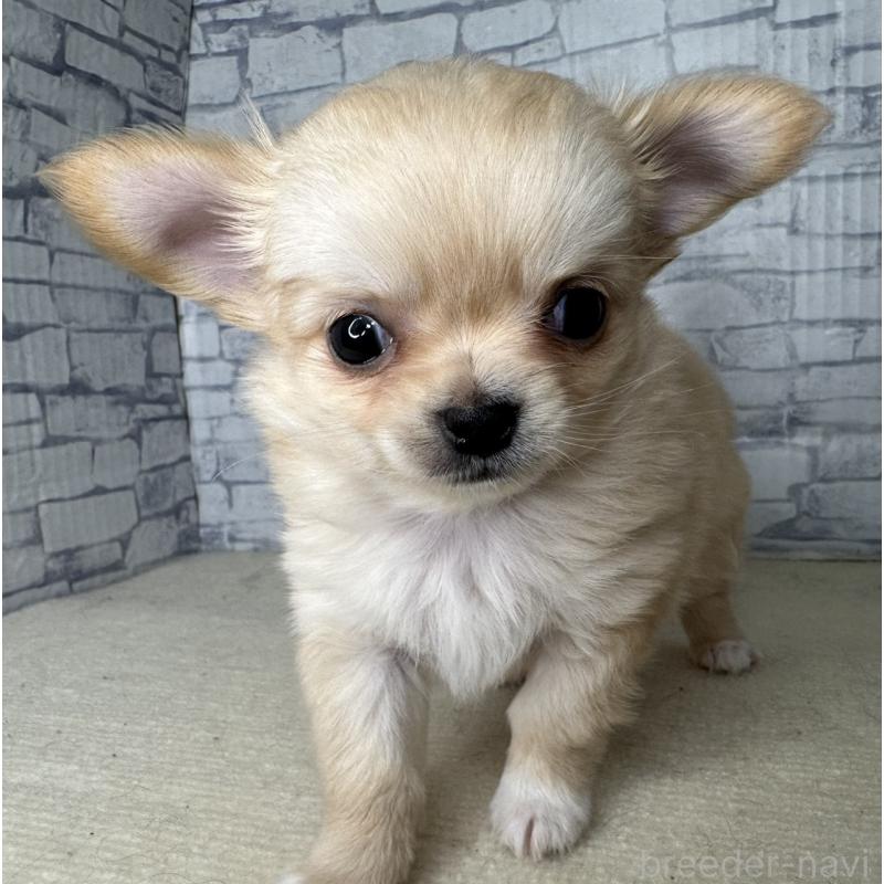 販売中の埼玉県のチワワ(ロングコート)-422489の5枚目