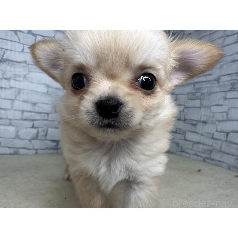 販売中の埼玉県のチワワ(ロングコート)-422489の4枚目