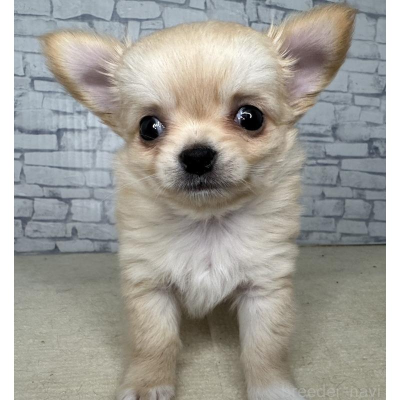 販売中の埼玉県のチワワ(ロングコート)-422489の3枚目