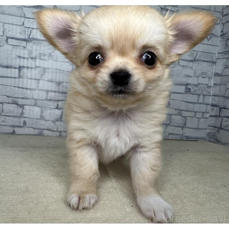 販売中の埼玉県のチワワ(ロングコート)-422489の2枚目