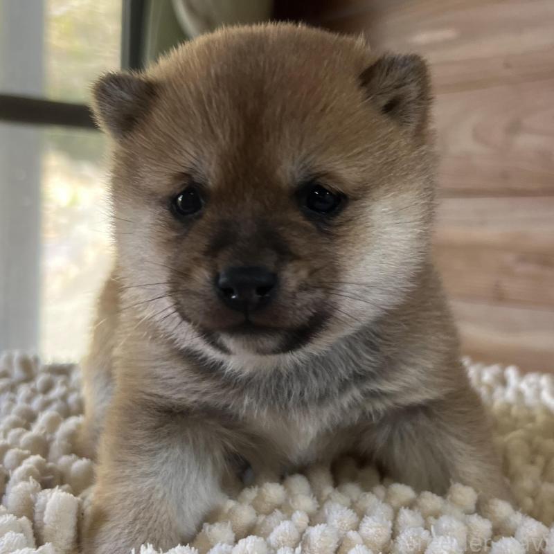 販売中の長崎県の豆柴-428726