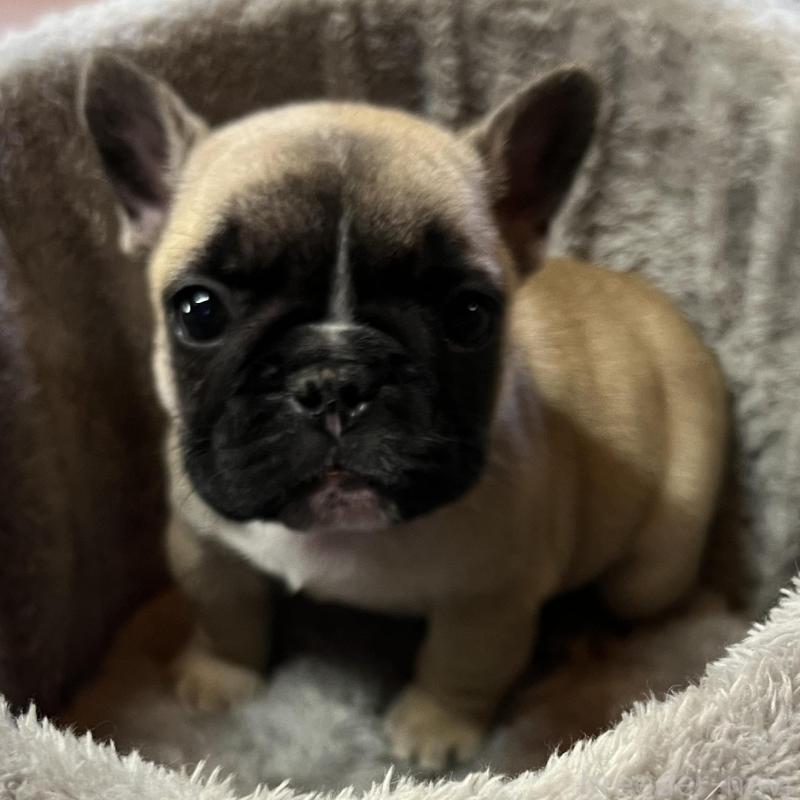 販売中の長崎県のフレンチブルドッグ-428728