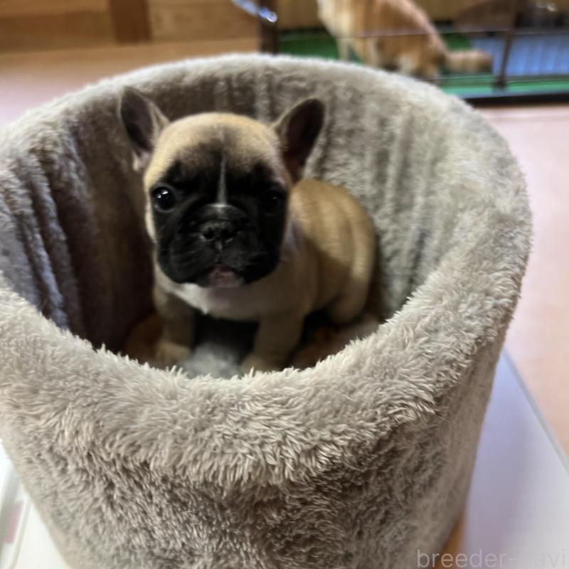 販売中の長崎県のフレンチブルドッグ-428728の2枚目