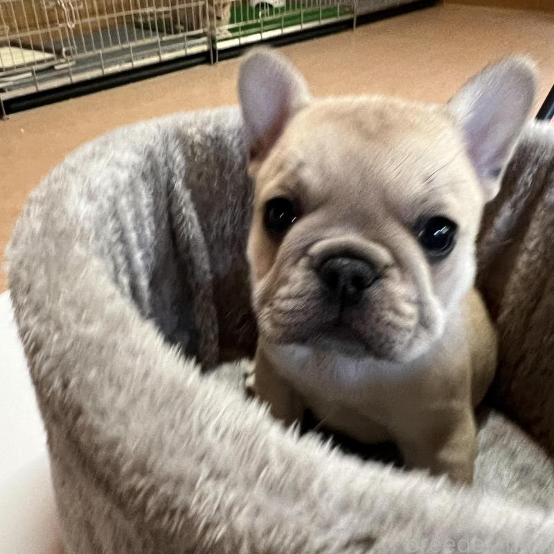 販売中の長崎県のフレンチブルドッグ-428730の2枚目