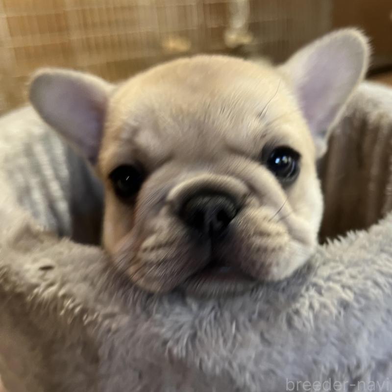 販売中の長崎県のフレンチブルドッグ-428730の1枚目