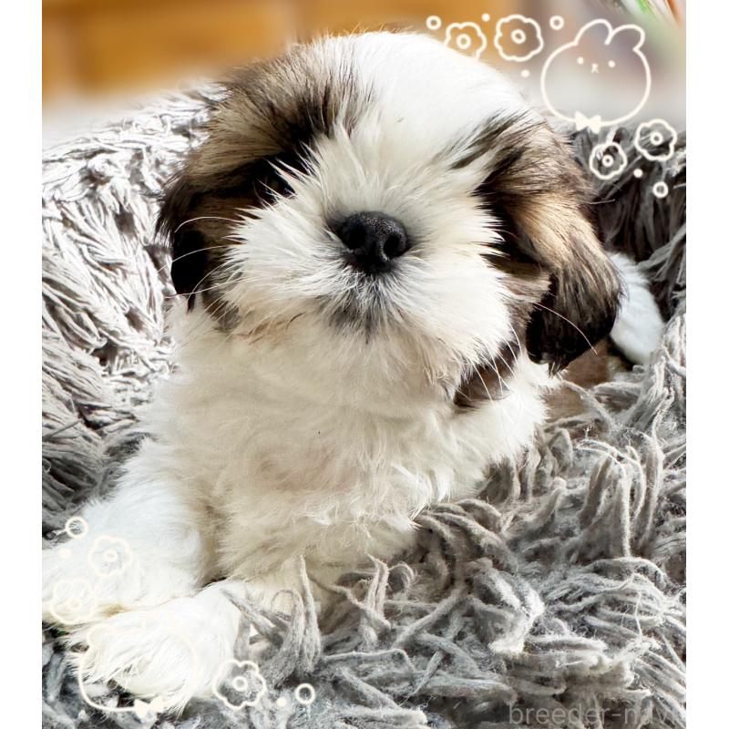 販売中の大阪府のシーズー-428731