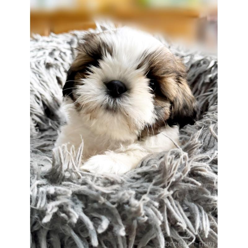 販売中の大阪府のシーズー-428731の5枚目