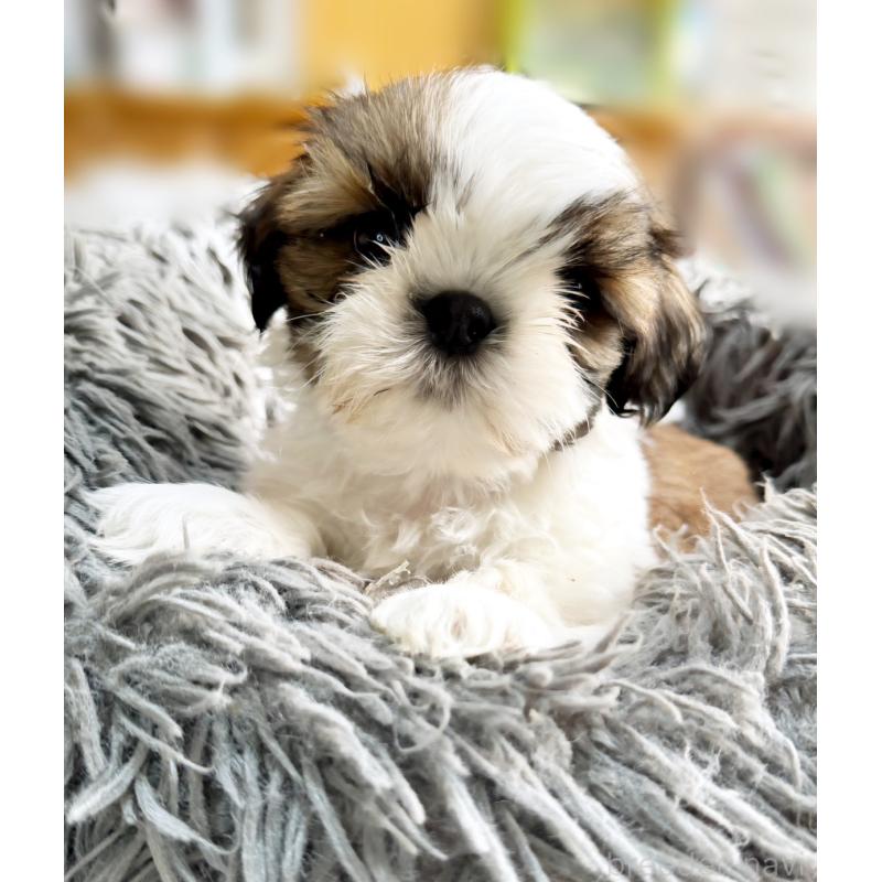 販売中の大阪府のシーズー-428731の4枚目