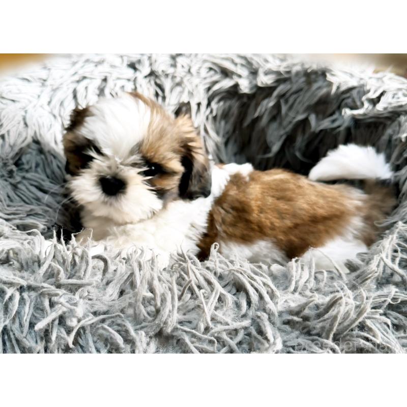 販売中の大阪府のシーズー-428731の3枚目