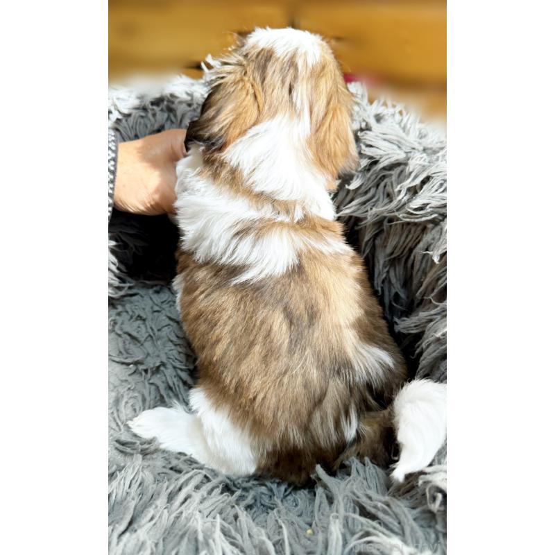 販売中の大阪府のシーズー-428731の2枚目