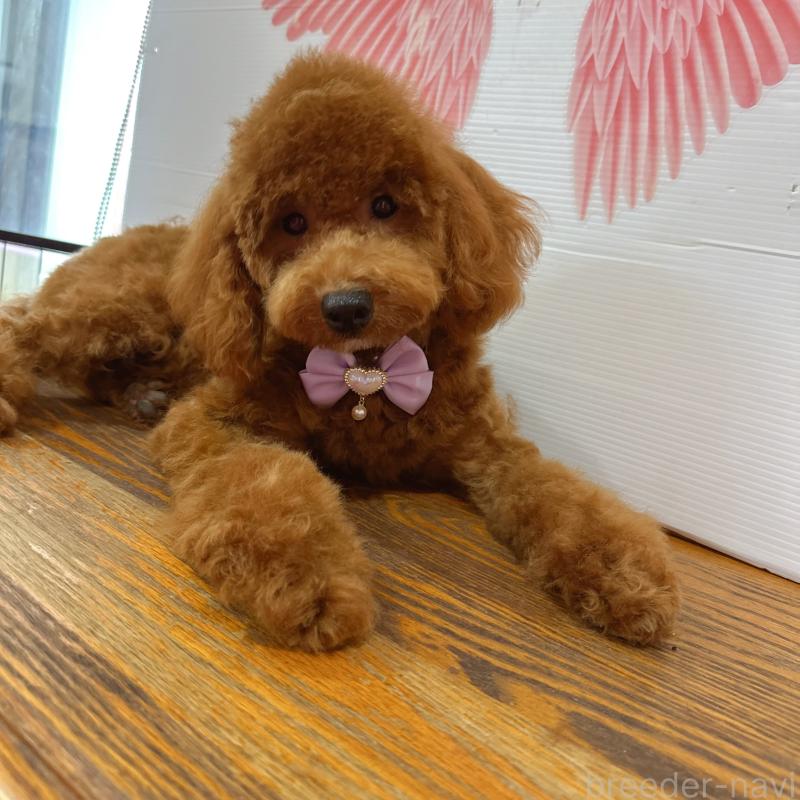 販売中の栃木県のトイプードル-393772の2枚目