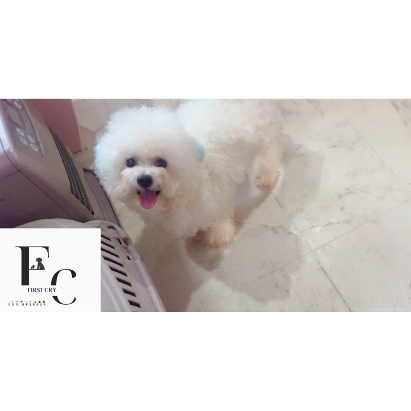 販売中の栃木県のビションフリーゼ-368070