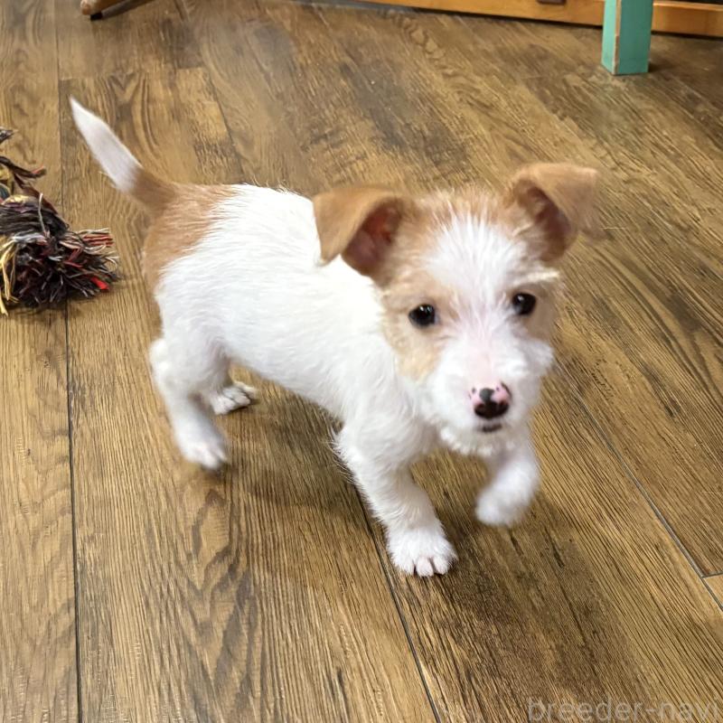 販売中の京都府のジャックラッセルテリア-422303の4枚目