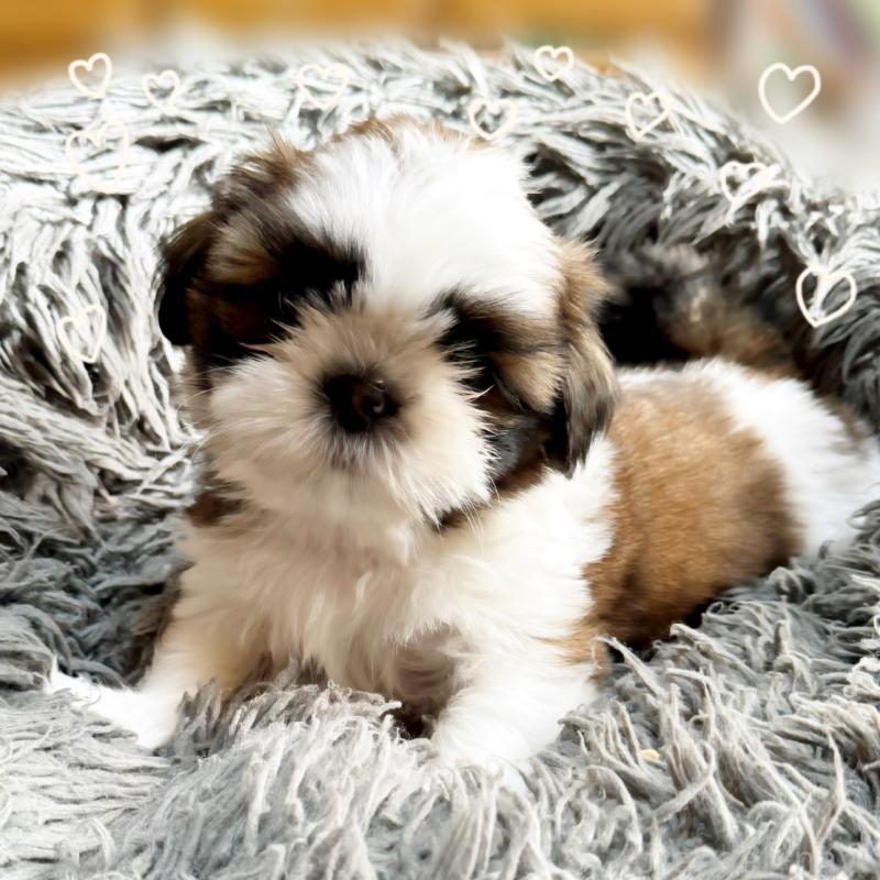 販売中の大阪府のシーズー-428733