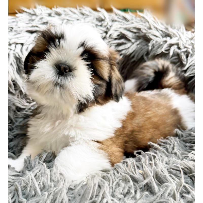 販売中の大阪府のシーズー-428733の5枚目