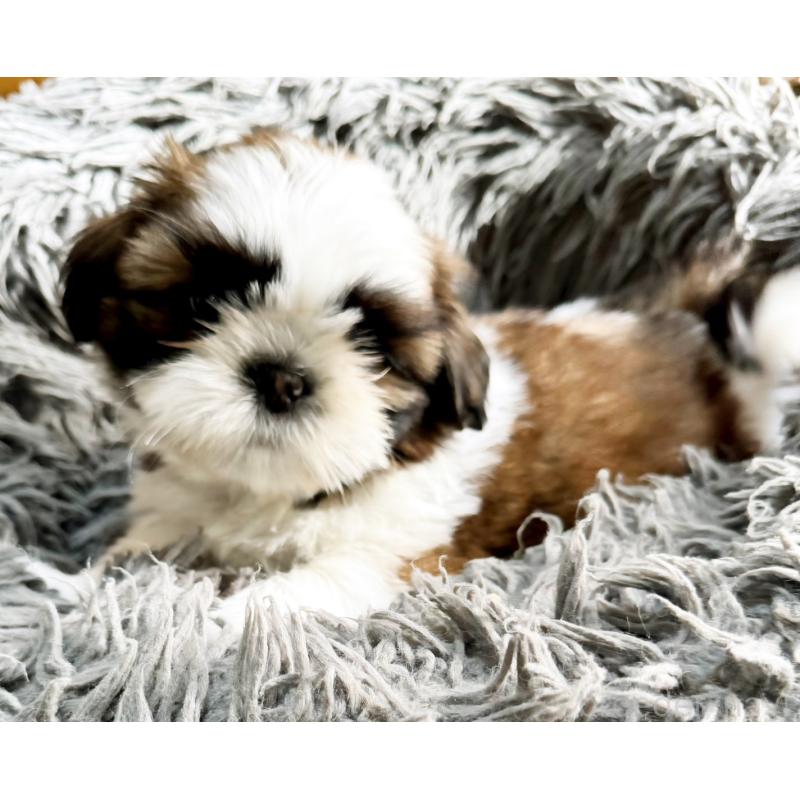 販売中の大阪府のシーズー-428733の4枚目