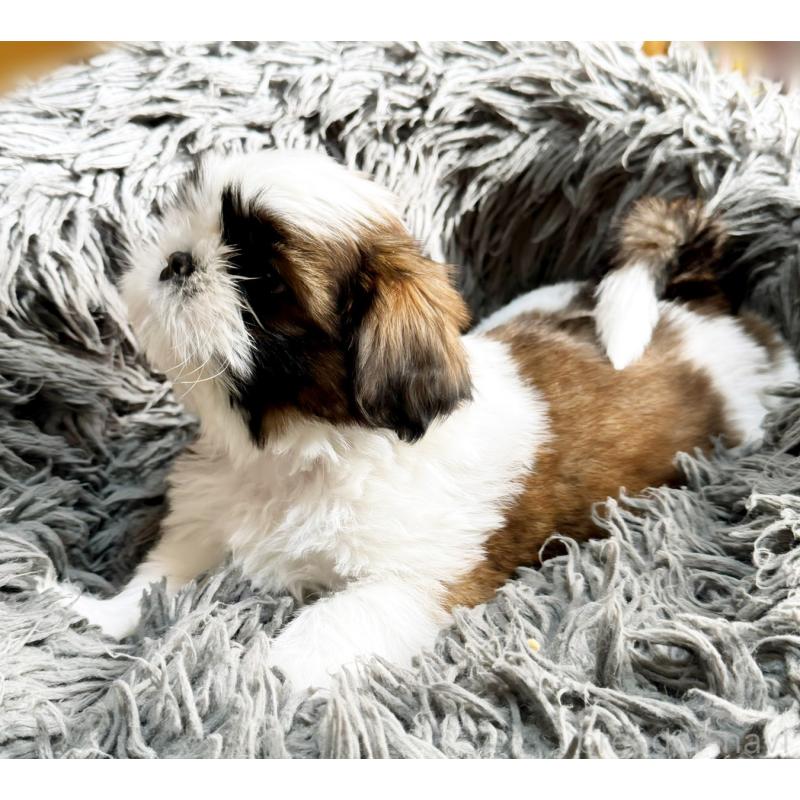 販売中の大阪府のシーズー-428733の3枚目