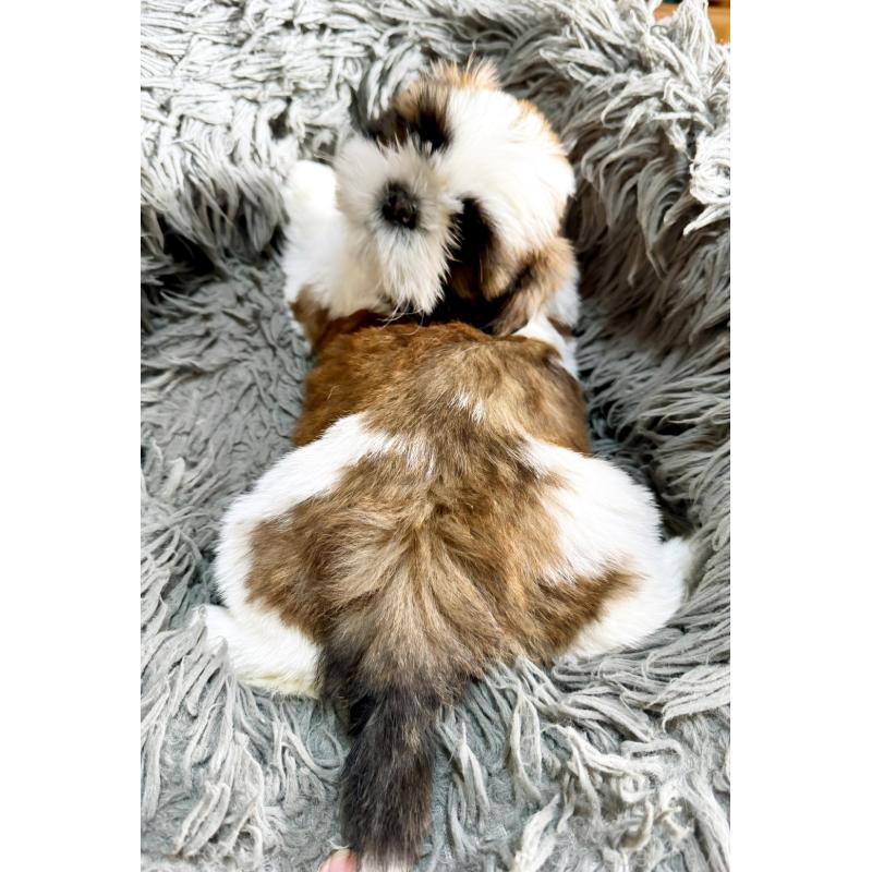 販売中の大阪府のシーズー-428733の2枚目