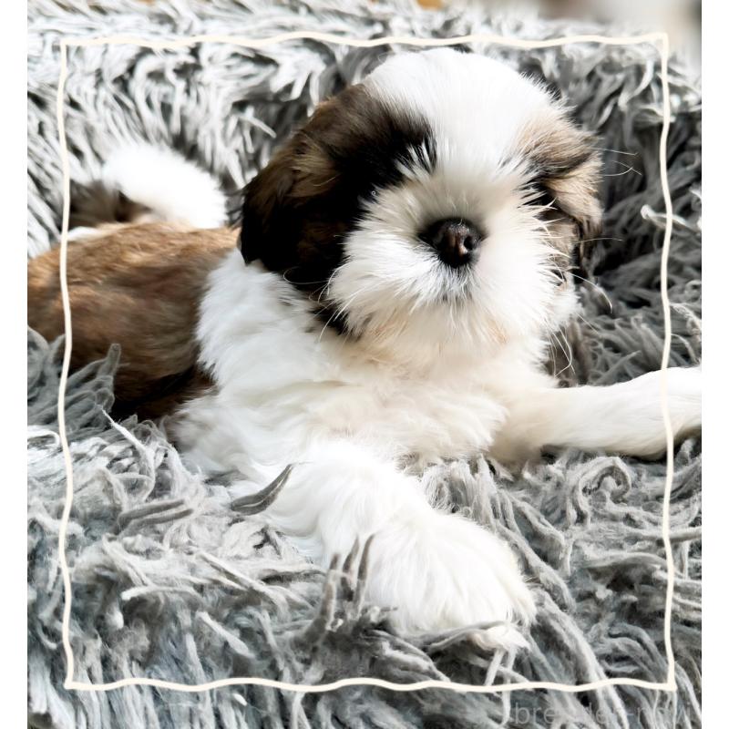 販売中の大阪府のシーズー-428734の1枚目