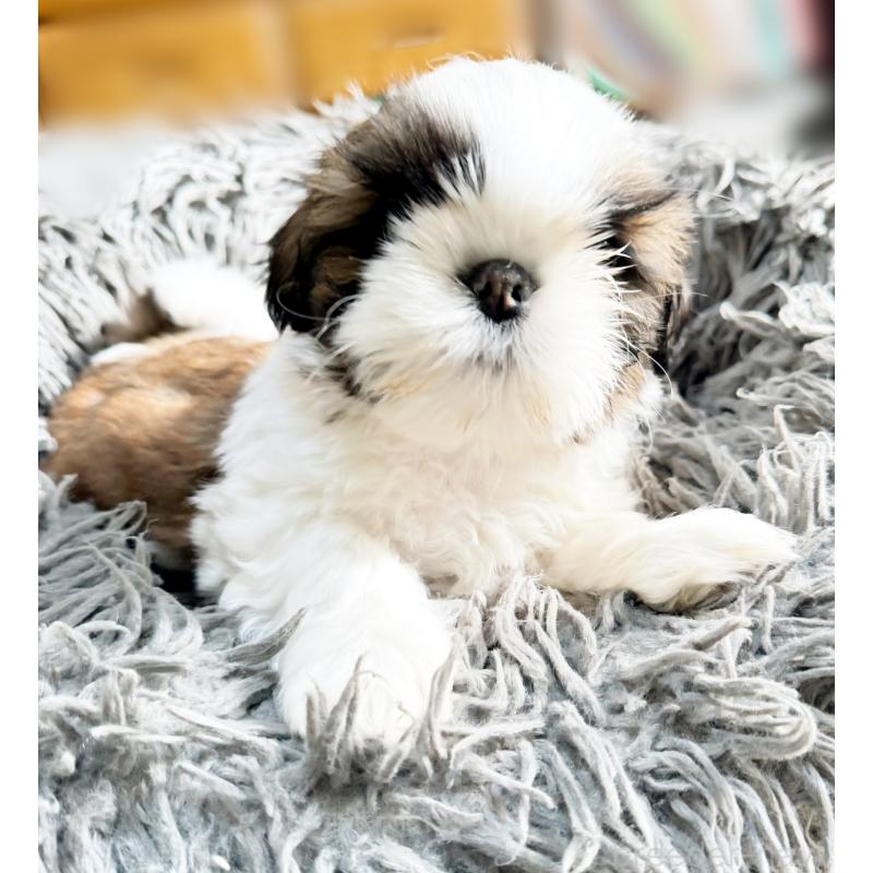 販売中の大阪府のシーズー-428734の6枚目