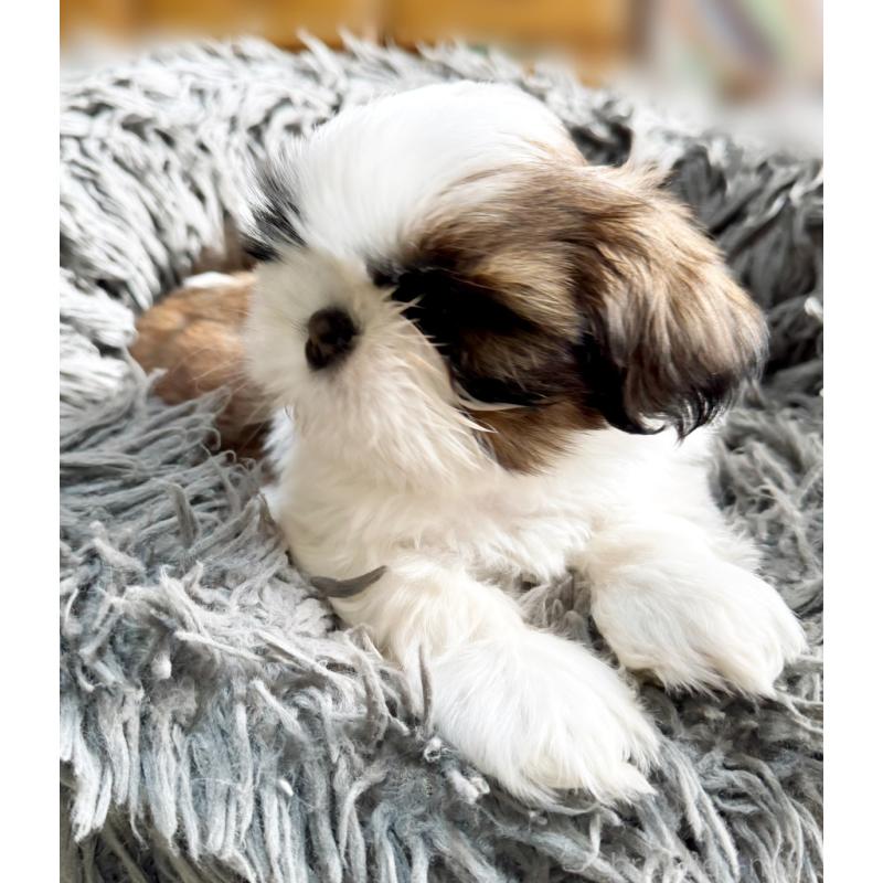 販売中の大阪府のシーズー-428734の5枚目