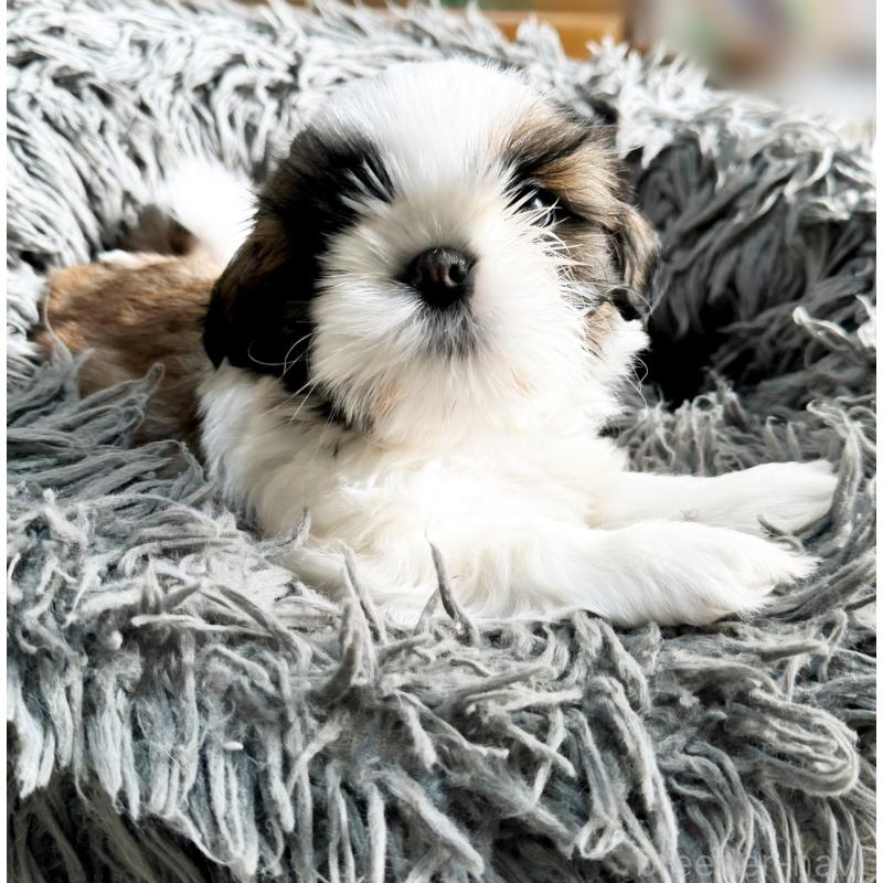 販売中の大阪府のシーズー-428734の4枚目