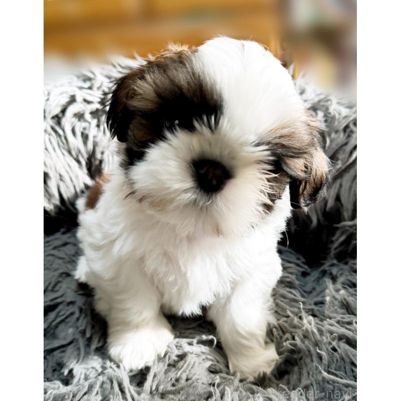 販売中の大阪府のシーズー-428734の3枚目