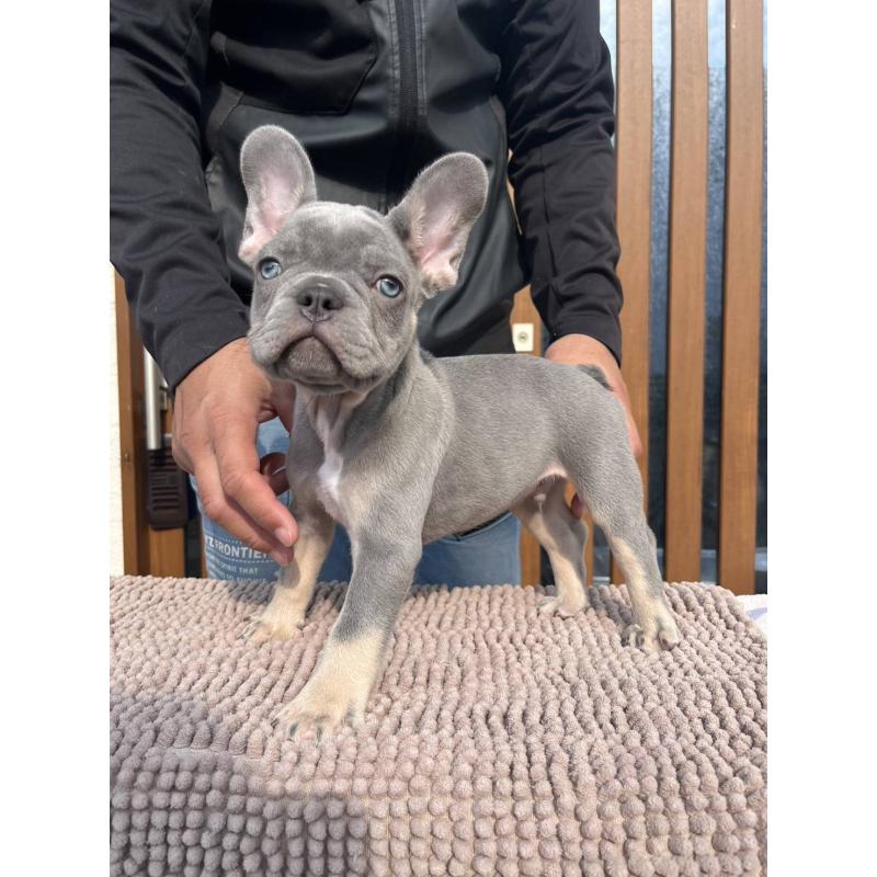 成約済の愛媛県のフレンチブルドッグ-427258の23枚目
