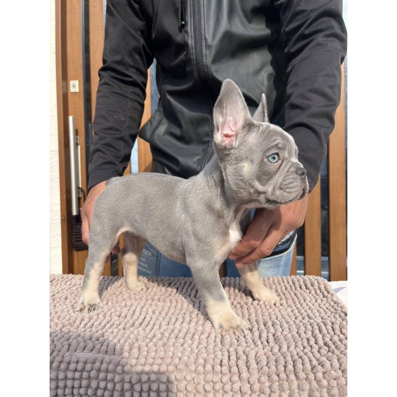 成約済の愛媛県のフレンチブルドッグ-427258の22枚目