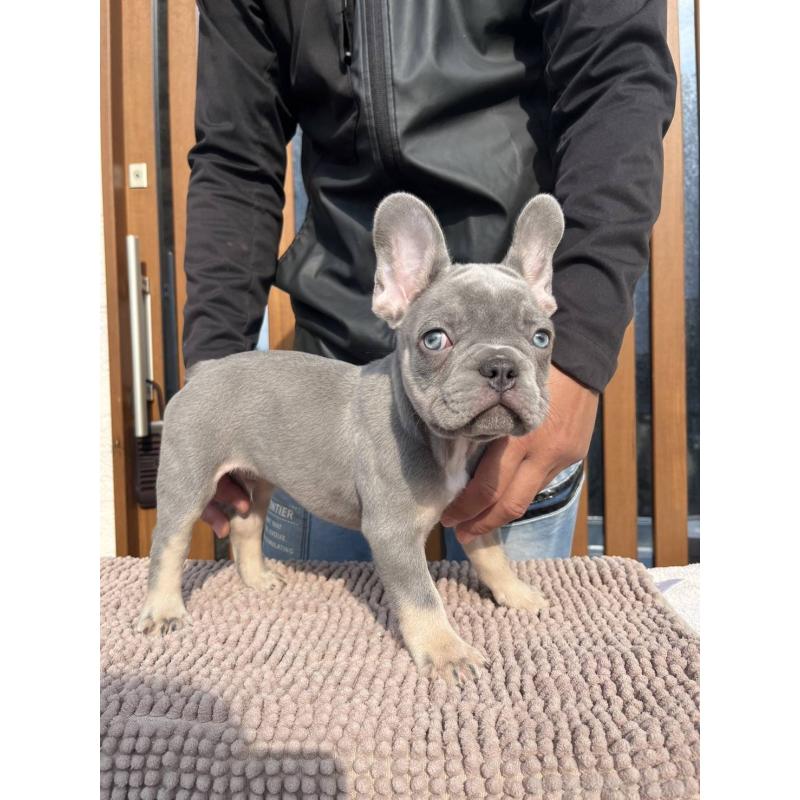 成約済の愛媛県のフレンチブルドッグ-427258の21枚目
