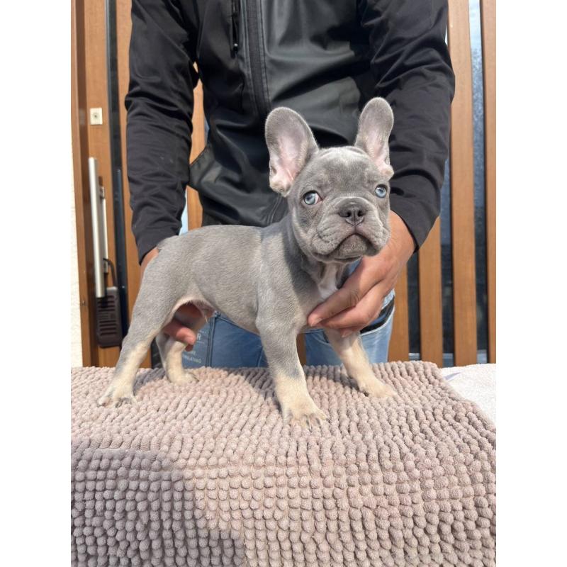 成約済の愛媛県のフレンチブルドッグ-427258の20枚目