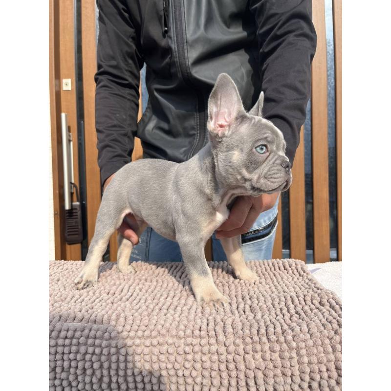 成約済の愛媛県のフレンチブルドッグ-427258の19枚目