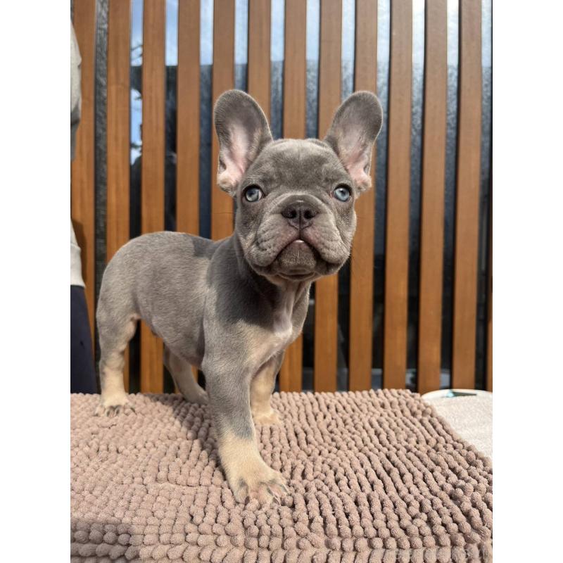 成約済の愛媛県のフレンチブルドッグ-427258の18枚目