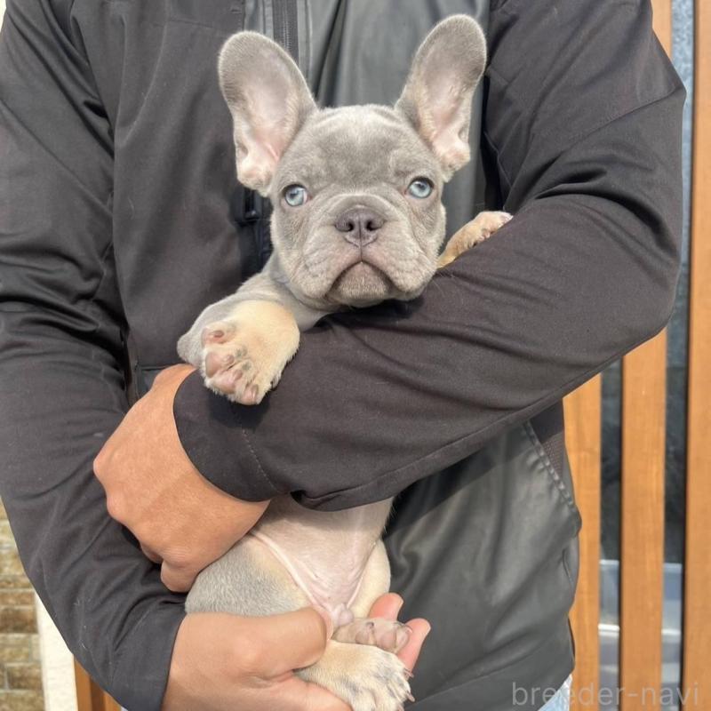販売中の愛媛県のフレンチブルドッグ-427258