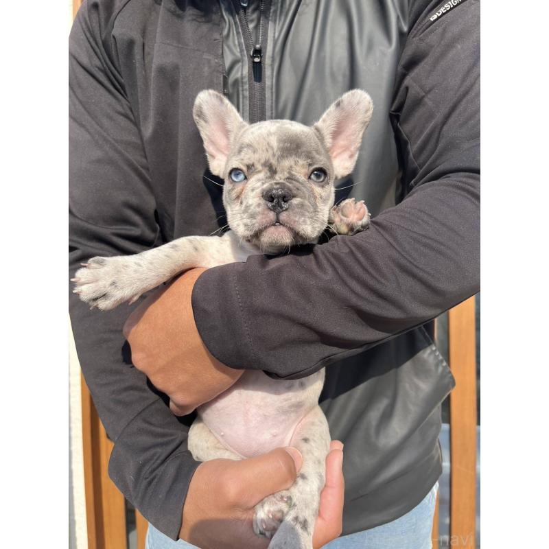 販売中の愛媛県のフレンチブルドッグ-425025の24枚目