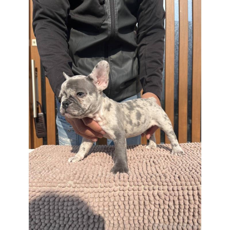 販売中の愛媛県のフレンチブルドッグ-425025の23枚目