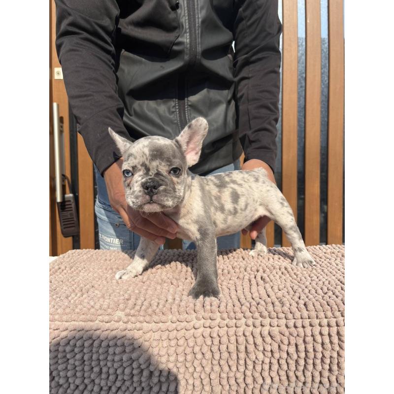 販売中の愛媛県のフレンチブルドッグ-425025の22枚目