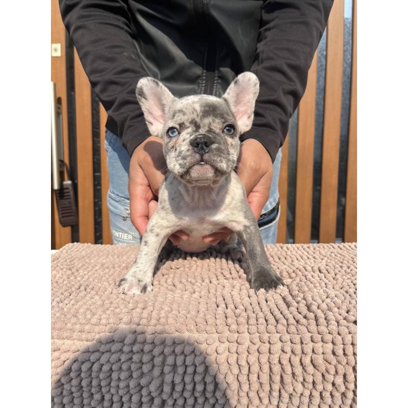 販売中の愛媛県のフレンチブルドッグ-425025の21枚目