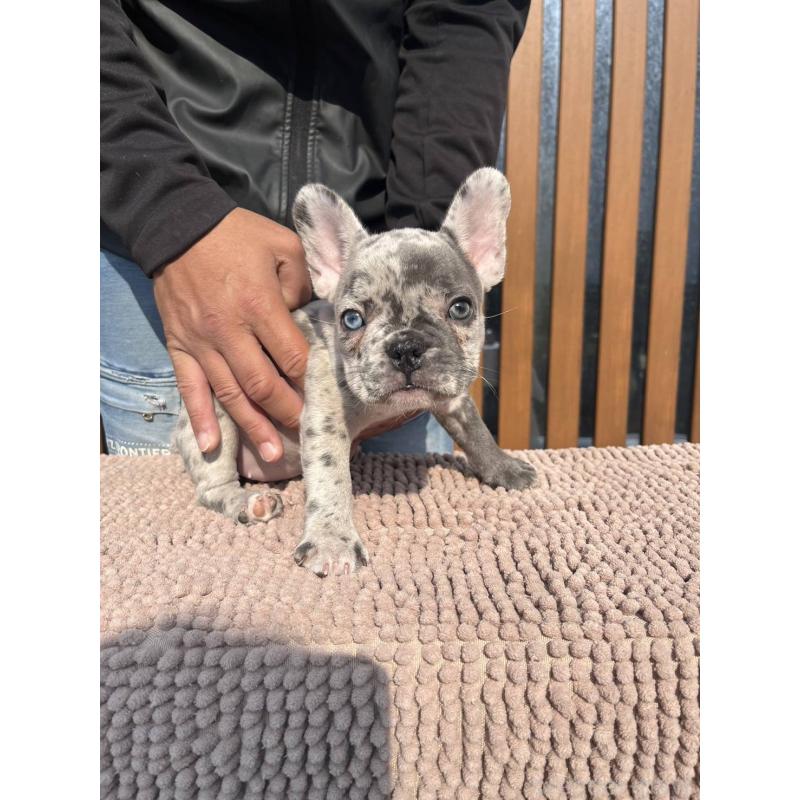 販売中の愛媛県のフレンチブルドッグ-425025の19枚目