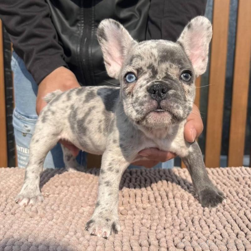 販売中の愛媛県のフレンチブルドッグ-425025