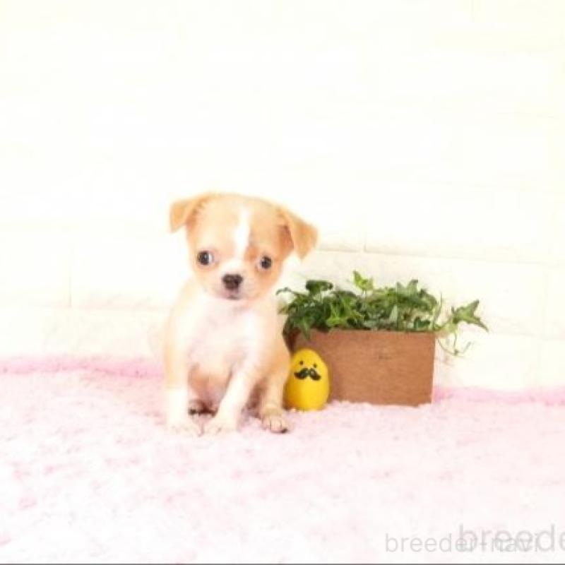 販売中の愛知県のチワワ(ロングコート)-428735の6枚目