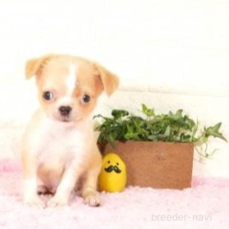 販売中の愛知県のチワワ(ロングコート)-428735の1枚目