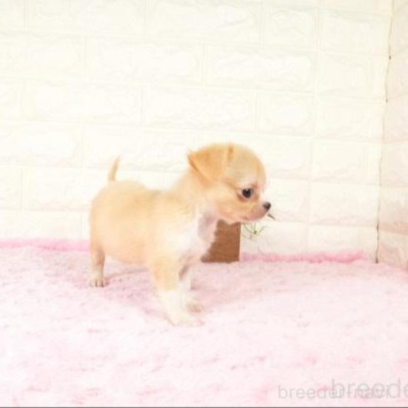 販売中の愛知県のチワワ(ロングコート)-428735の5枚目