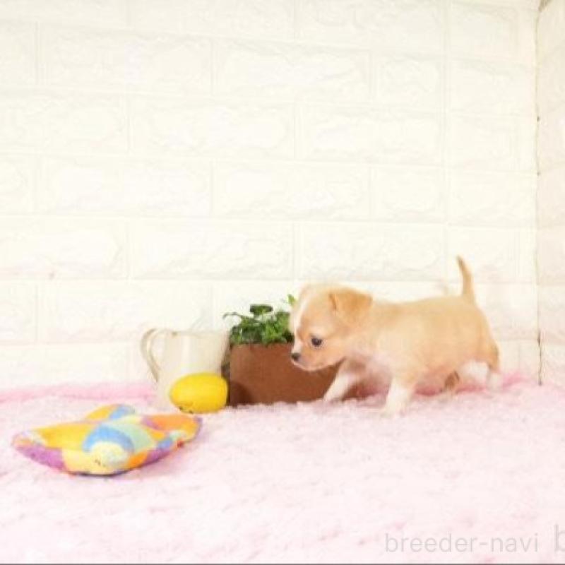 販売中の愛知県のチワワ(ロングコート)-428735の4枚目