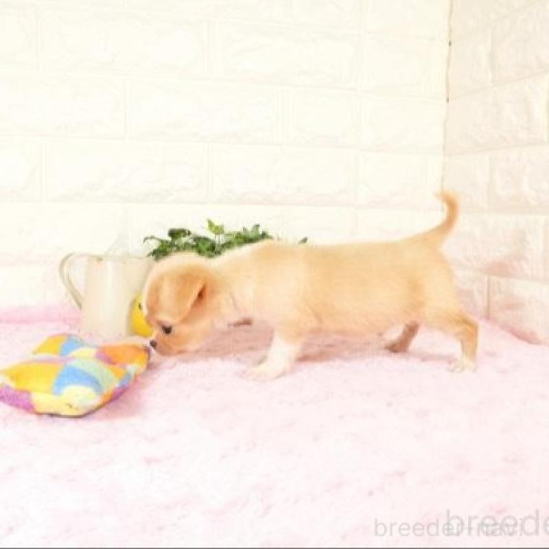 販売中の愛知県のチワワ(ロングコート)-428735の3枚目